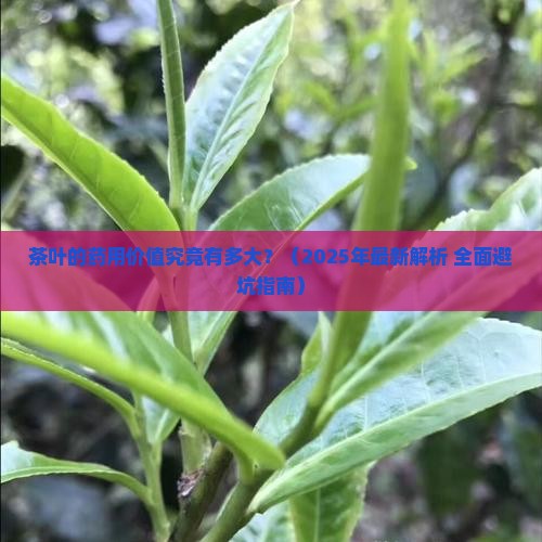 茶叶的药用价值研究