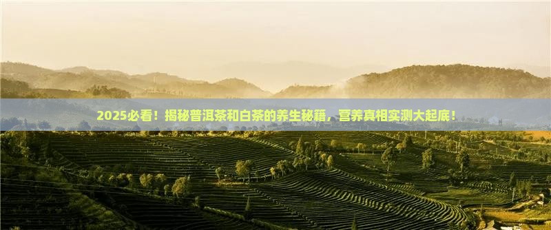 普洱茶和白茶营养比较高