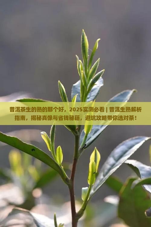 普洱茶生的熟的那个好