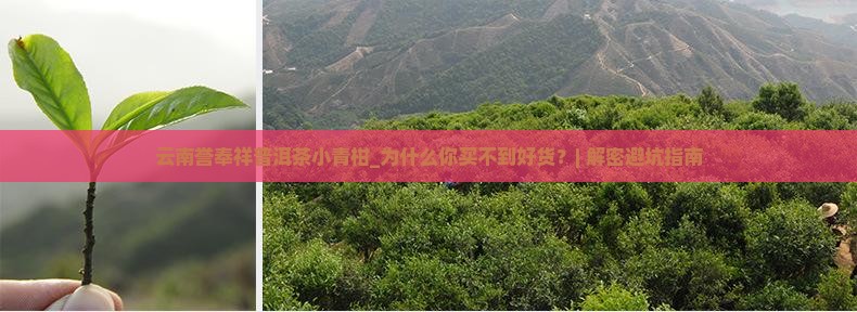 云南誉奉祥普洱茶小青柑