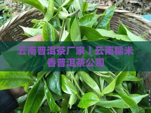 云南糯米香普洱茶厂家