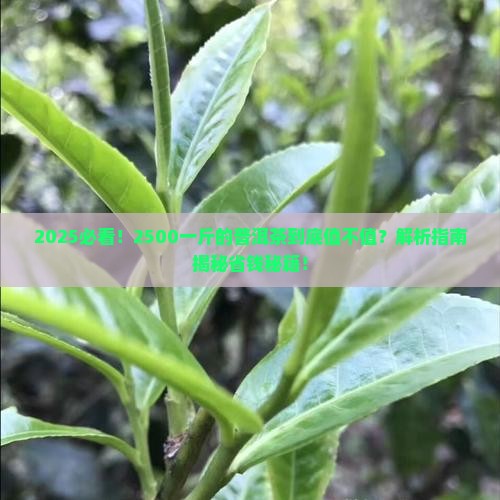 2500一斤的普洱茶好不好