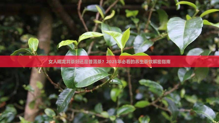 女人喝龙井茶好还是普洱茶叶