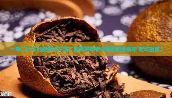 普洱茶一芽二叶三叶怎么分
