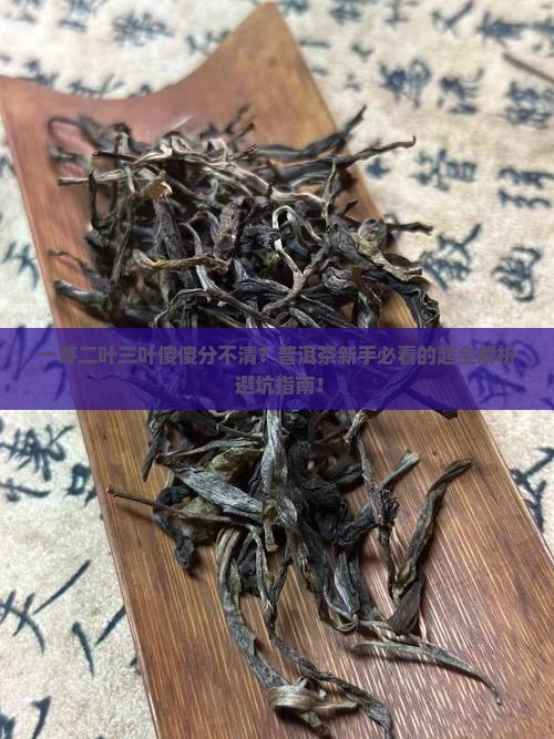 普洱茶一芽二叶三叶怎么分