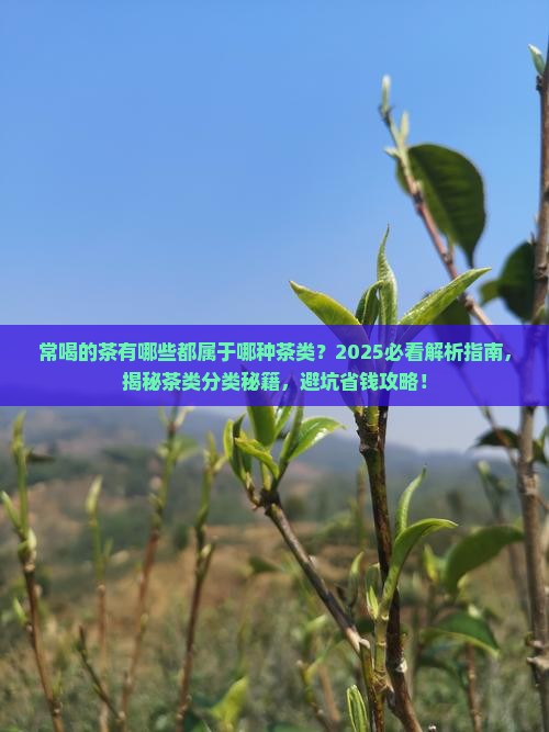 常喝的茶有哪些都属于哪种茶类