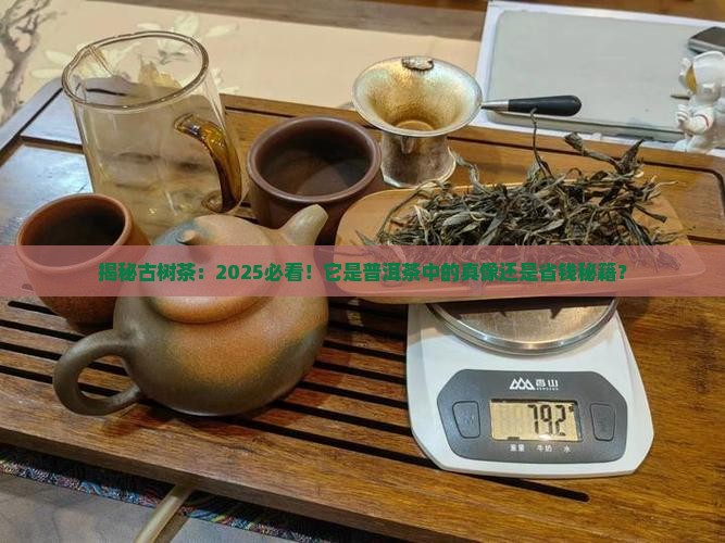 古树茶是普洱茶中精品茶吗