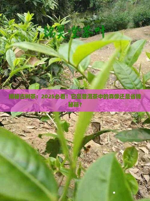 古树茶是普洱茶中精品茶吗