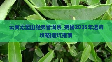 云南无量山经典普洱茶