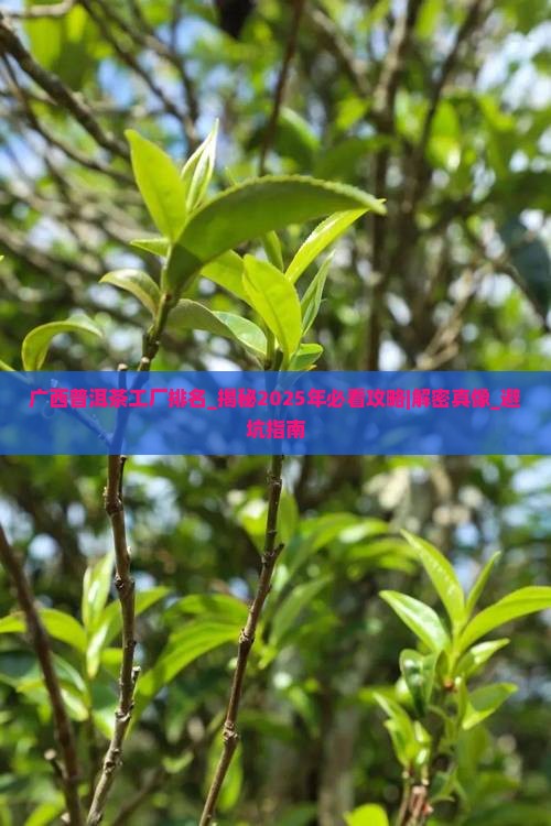 广西普洱茶工厂排名第几