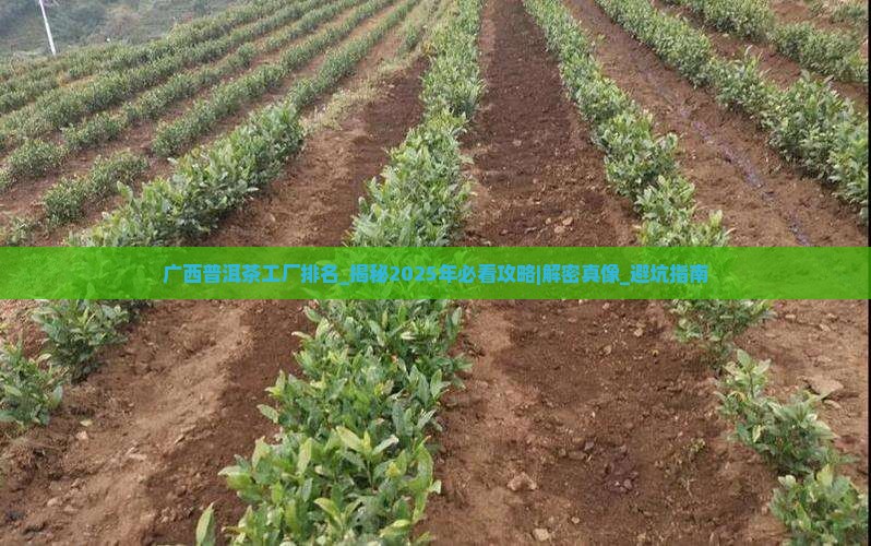 广西普洱茶工厂排名第几