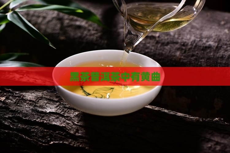 黑茶普洱茶中有黄曲