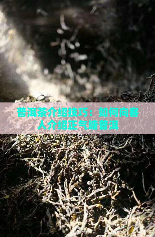 正气塘普洱茶怎么介绍给客人