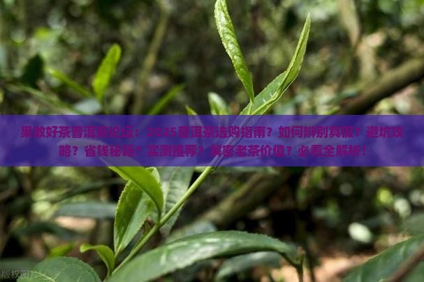 果敢好茶普洱茶论坛
