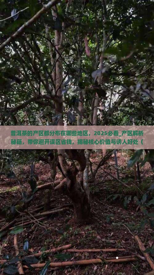 普洱茶的产区都分布在哪些地区