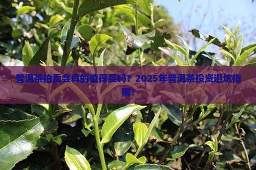 普洱茶拍卖会直播
