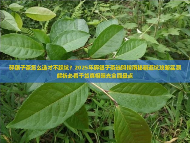碎银子茶什么样子的好一点