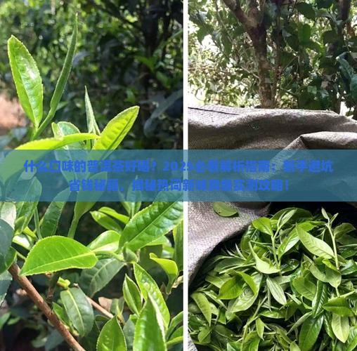 什么口味的普洱茶好喝