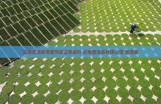 云南买普洱茶去哪里