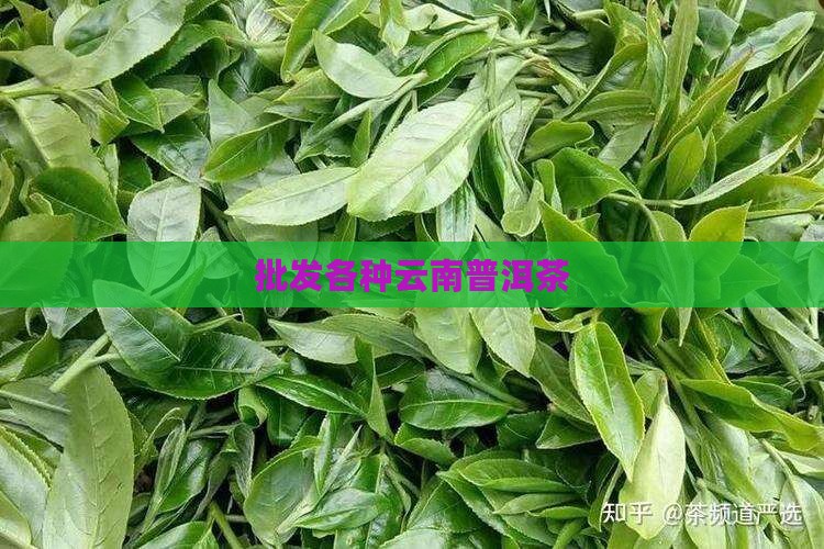 批发各种云南普洱茶
