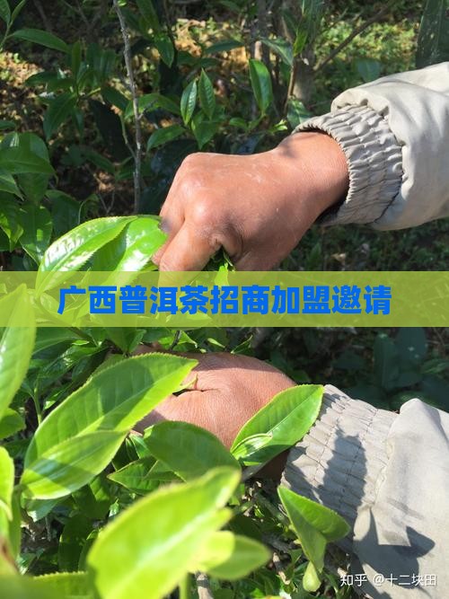 广西高端普洱茶招商