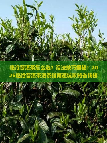 临沧哪种普洱茶好泡着