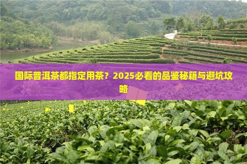 国际普洱茶都指定用茶