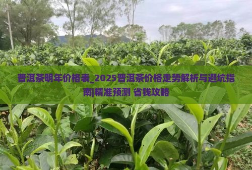 普洱茶明年价格表