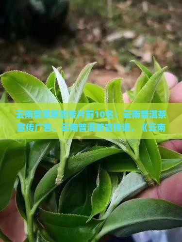 云南普洱茶宣传片前10名