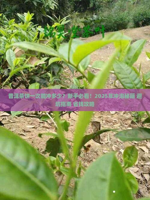 普洱茶饼一次能冲多少