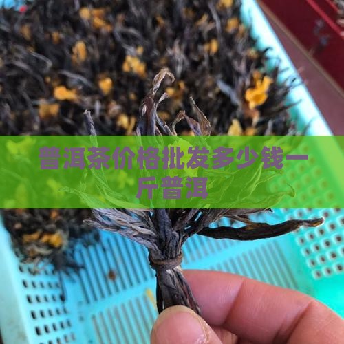 博茗普洱茶多少钱一斤
