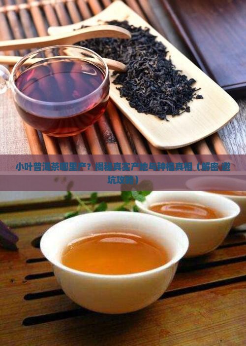 普洱茶哪里的是小叶种植
