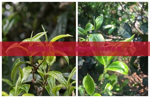 普洱茶是357g吗