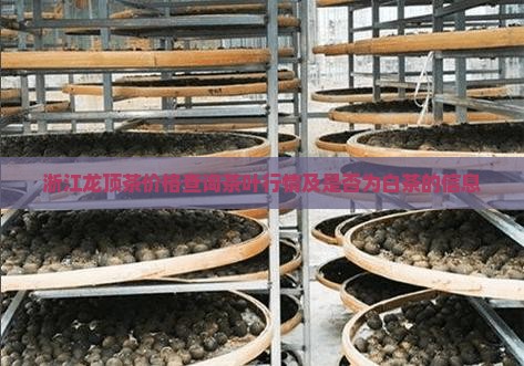 浙江龙顶茶价格