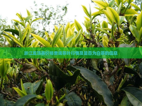 浙江龙顶茶价格