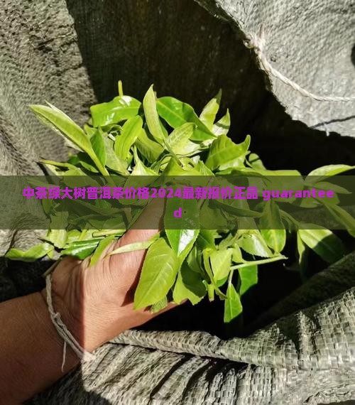 中茶绿大树普洱茶价格
