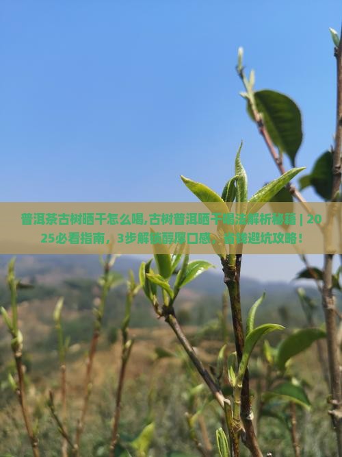 普洱茶古树晒干怎么喝