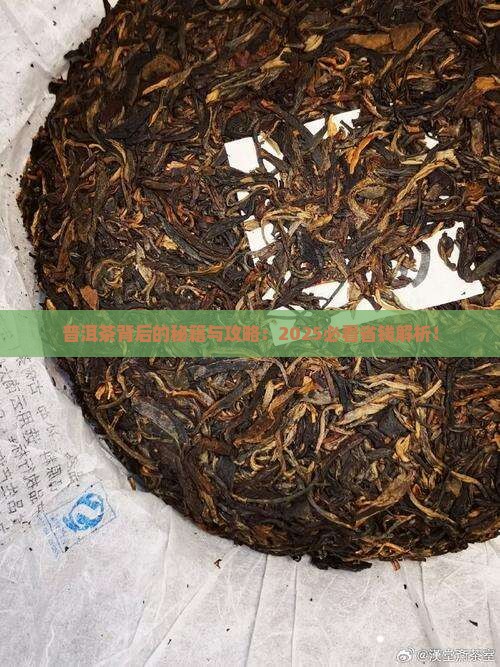 普洱茶后面的编号