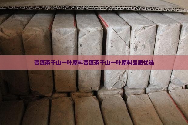 普洱茶千山一叶原料