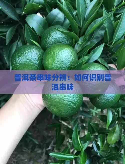 普洱茶串味分辨