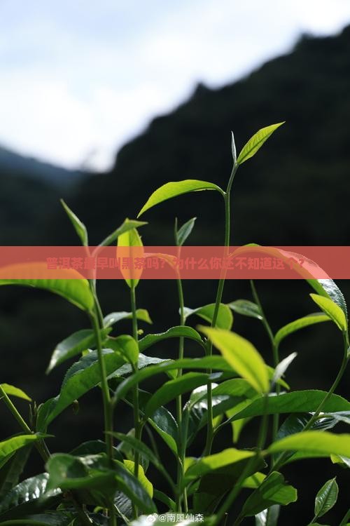 普洱茶最早叫黑茶吗为什么