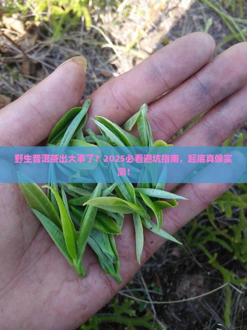 野生普洱茶出事