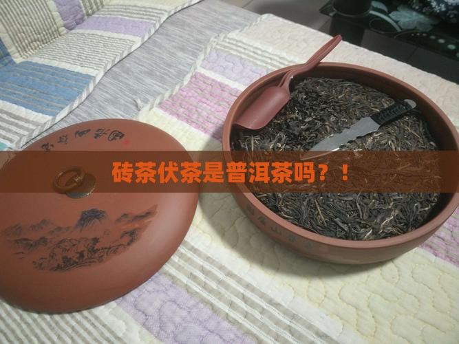 砖茶伏茶是普洱茶吗