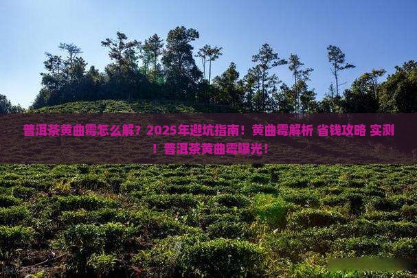 普洱茶黄曲霉博士