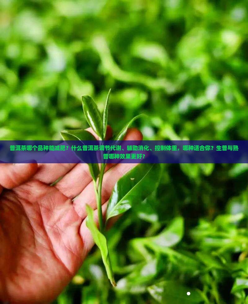 普洱茶哪个品种能减肥