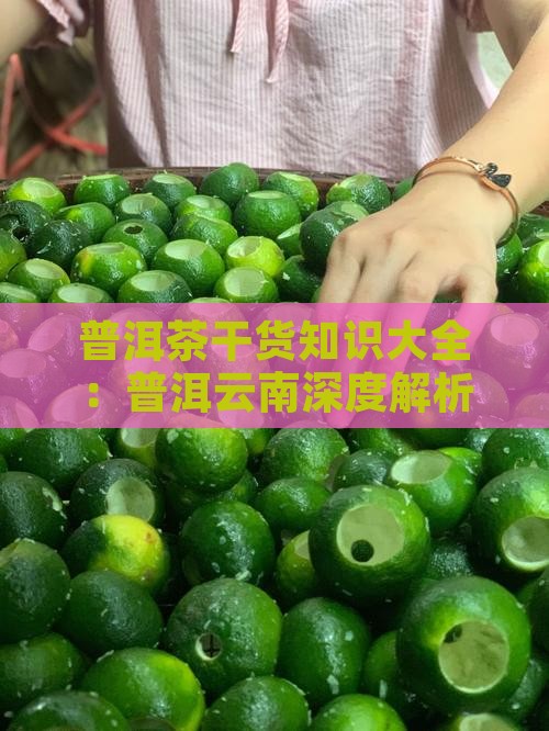 普洱茶干货知识大全