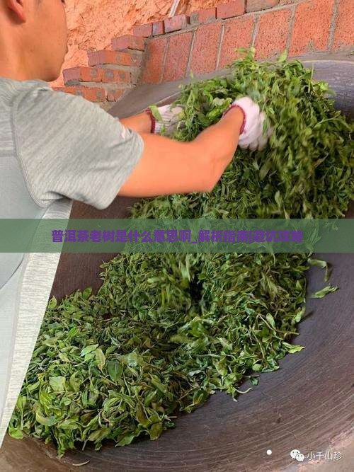 普洱茶老树是什么意思啊