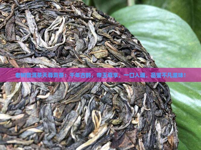 老树普洱茶天尊贡茶