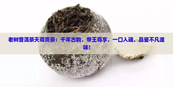 老树普洱茶天尊贡茶