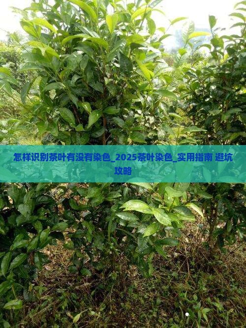 怎样识别茶叶有没有染色